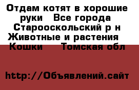 Отдам котят в хорошие руки - Все города, Старооскольский р-н Животные и растения » Кошки   . Томская обл.